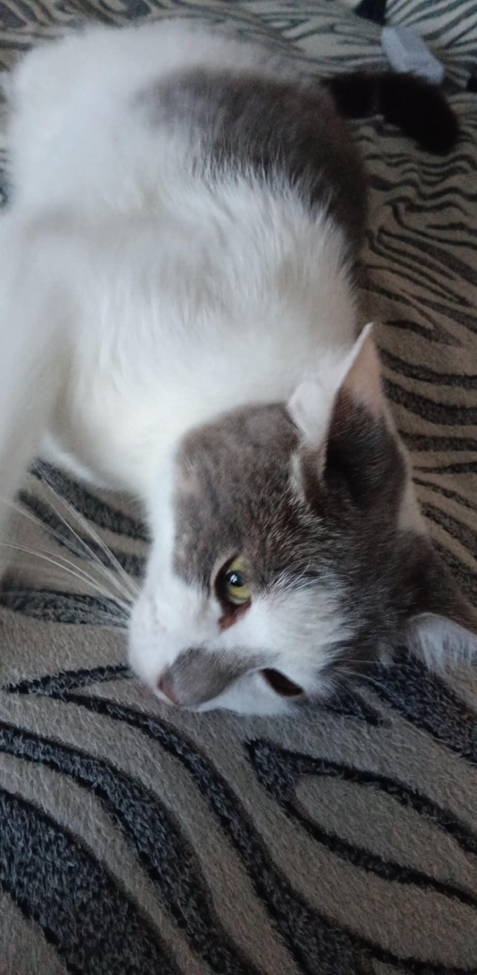 Milton, a ADOPTABLE Domestic Short Hair in Boston, MA image 3/5