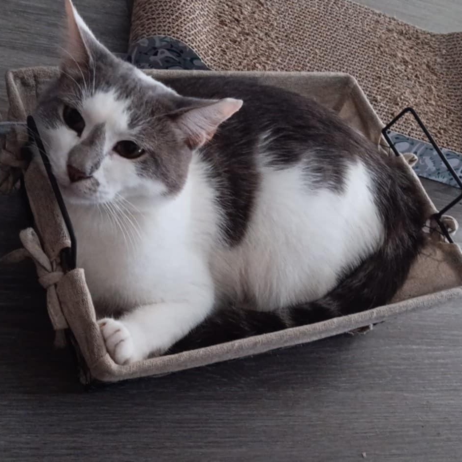 Milton, a ADOPTABLE Domestic Short Hair in Boston, MA image 2/5