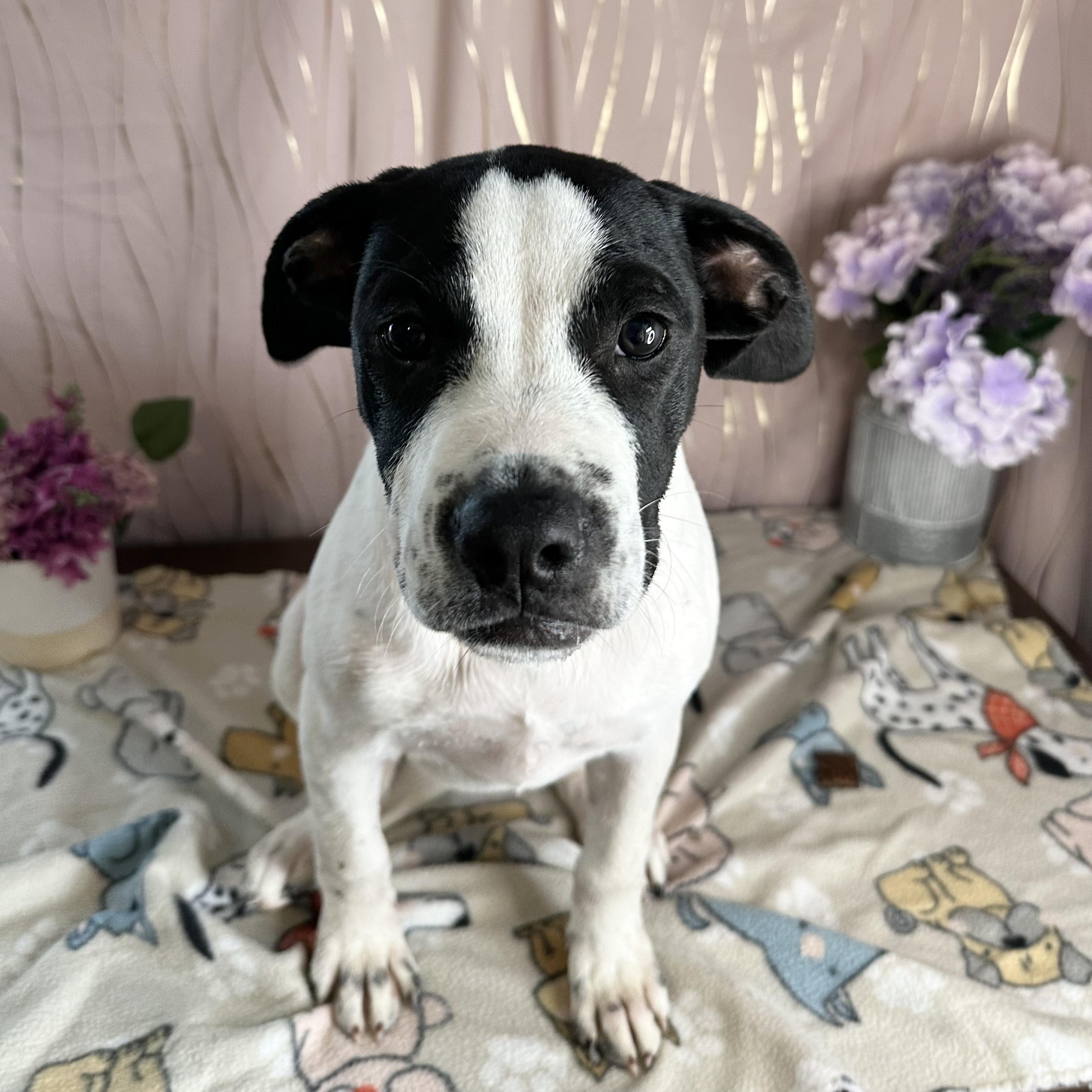 Enlarge Remy, a Adoptable mixed breed in Brattleboro, VT image 4/6