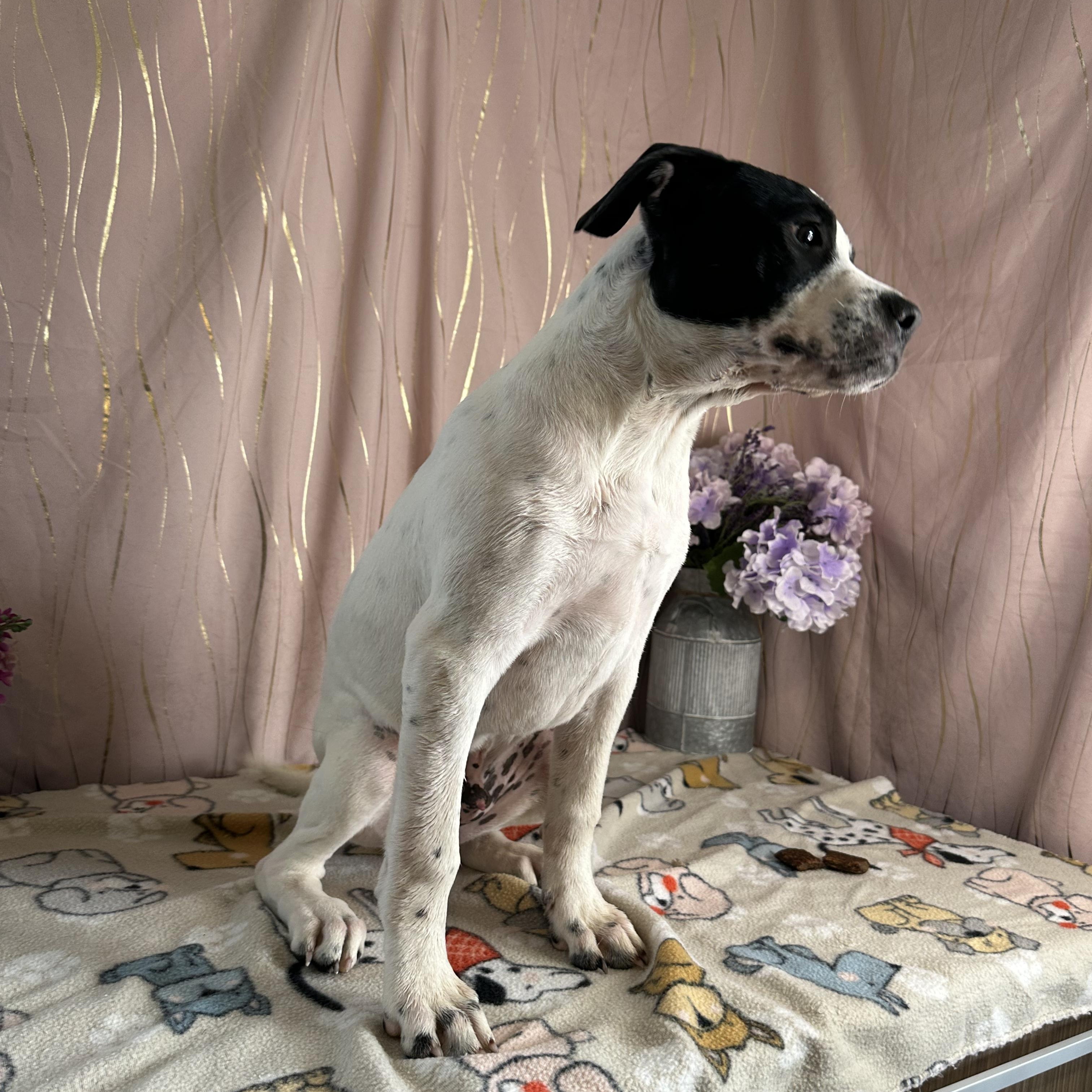 Enlarge Remy, a Adoptable mixed breed in Brattleboro, VT image 5/6