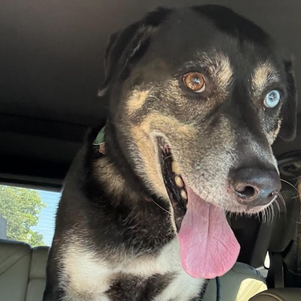 Ducky, adopted, Senior Male German Shepherd Dog.