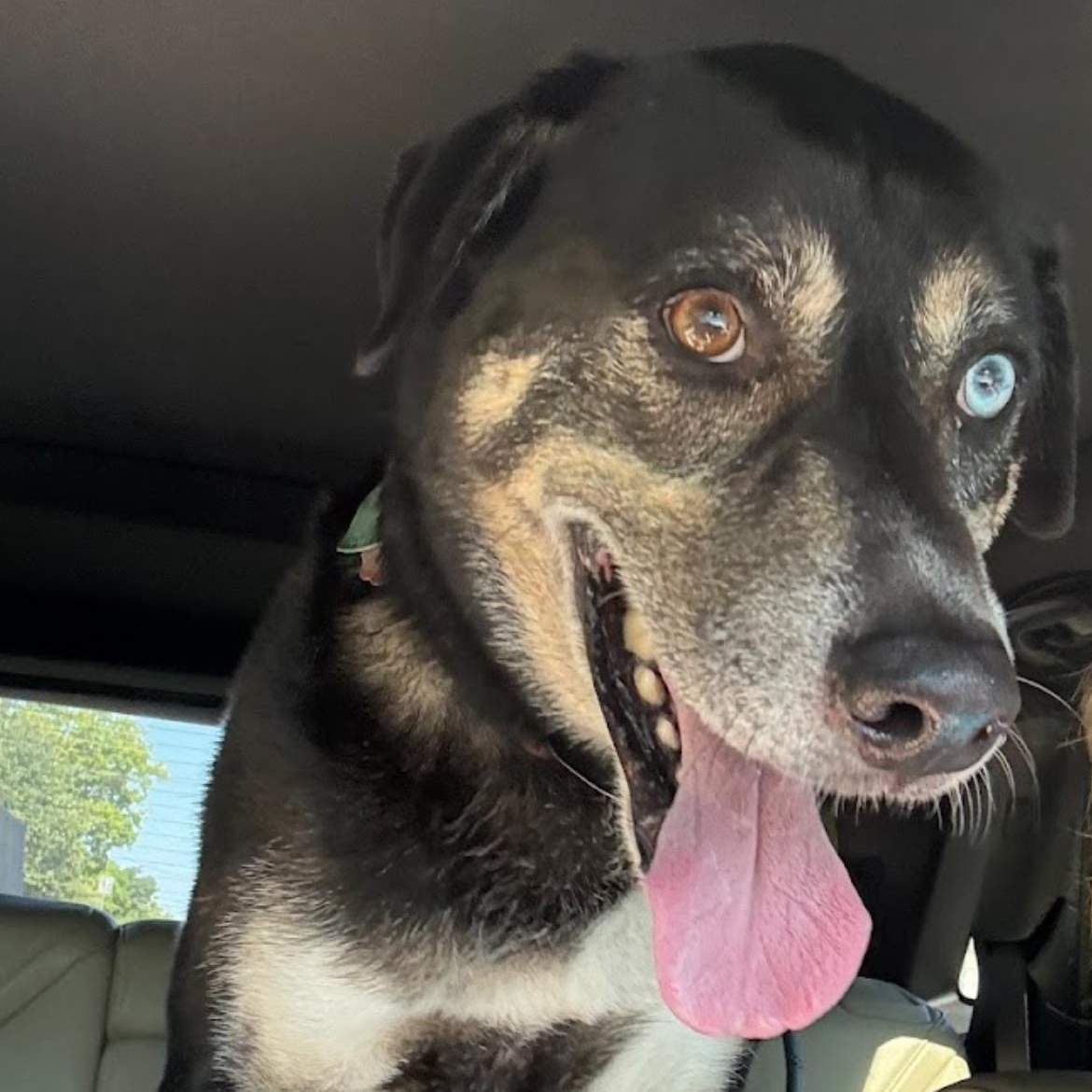 Enlarge Ducky, a Adoptable mixed breed in Austin, TX image 4/6