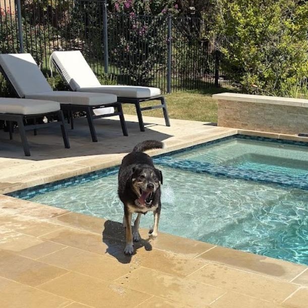 Enlarge Ducky, a Adoptable mixed breed in Austin, TX image 6/6