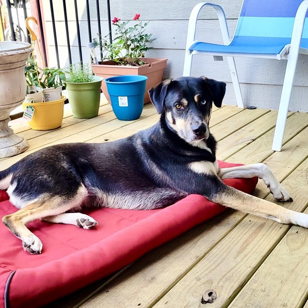 Enlarge Ducky, a Adoptable mixed breed in Austin, TX image 2/6