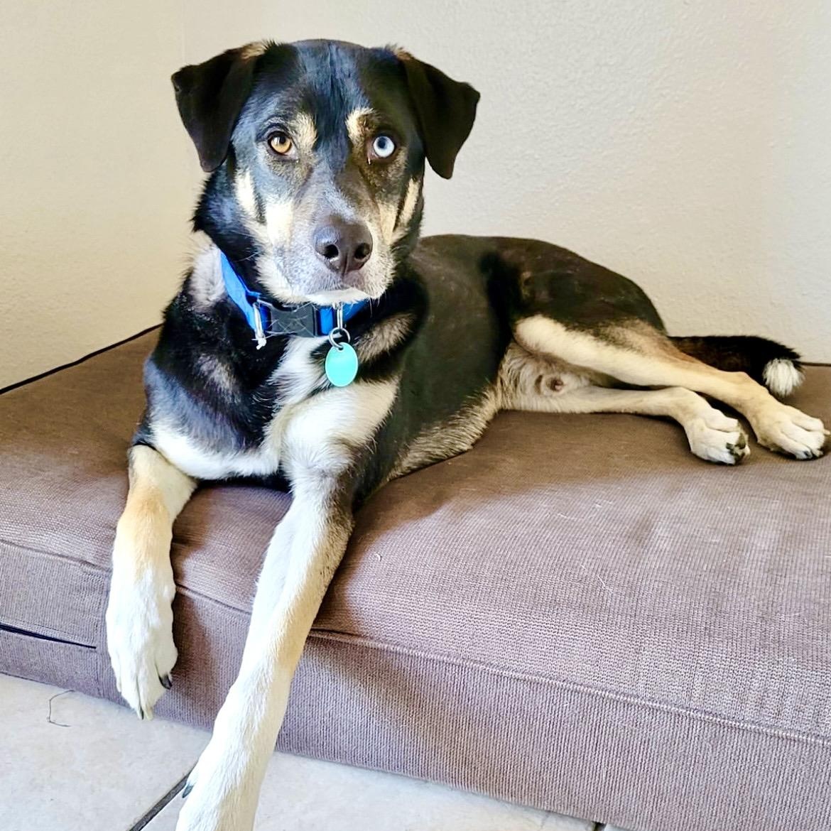 Ducky, Adoptable, Senior Male German Shepherd Dog.