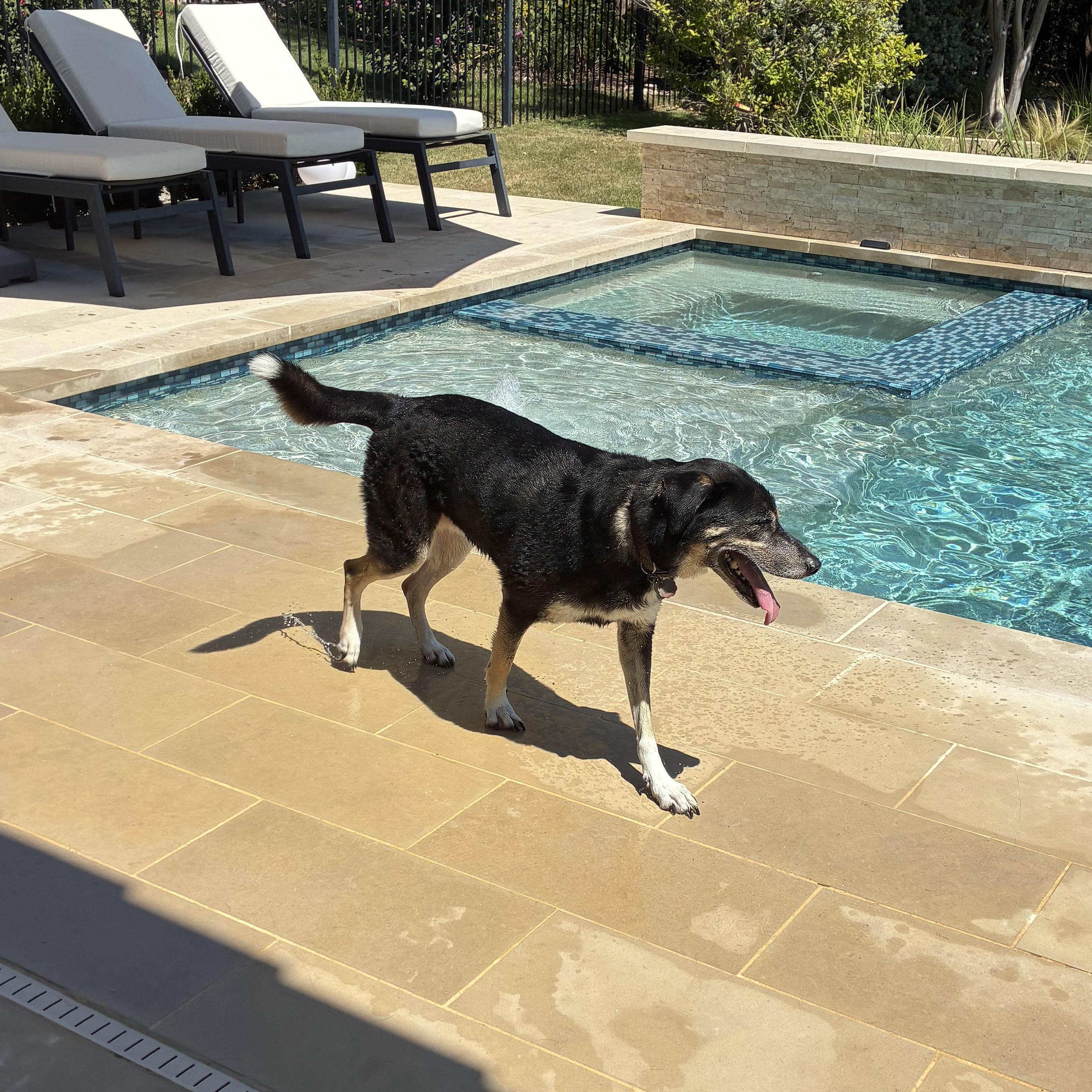 Ducky, Adoptable, Senior Male German Shepherd Dog.