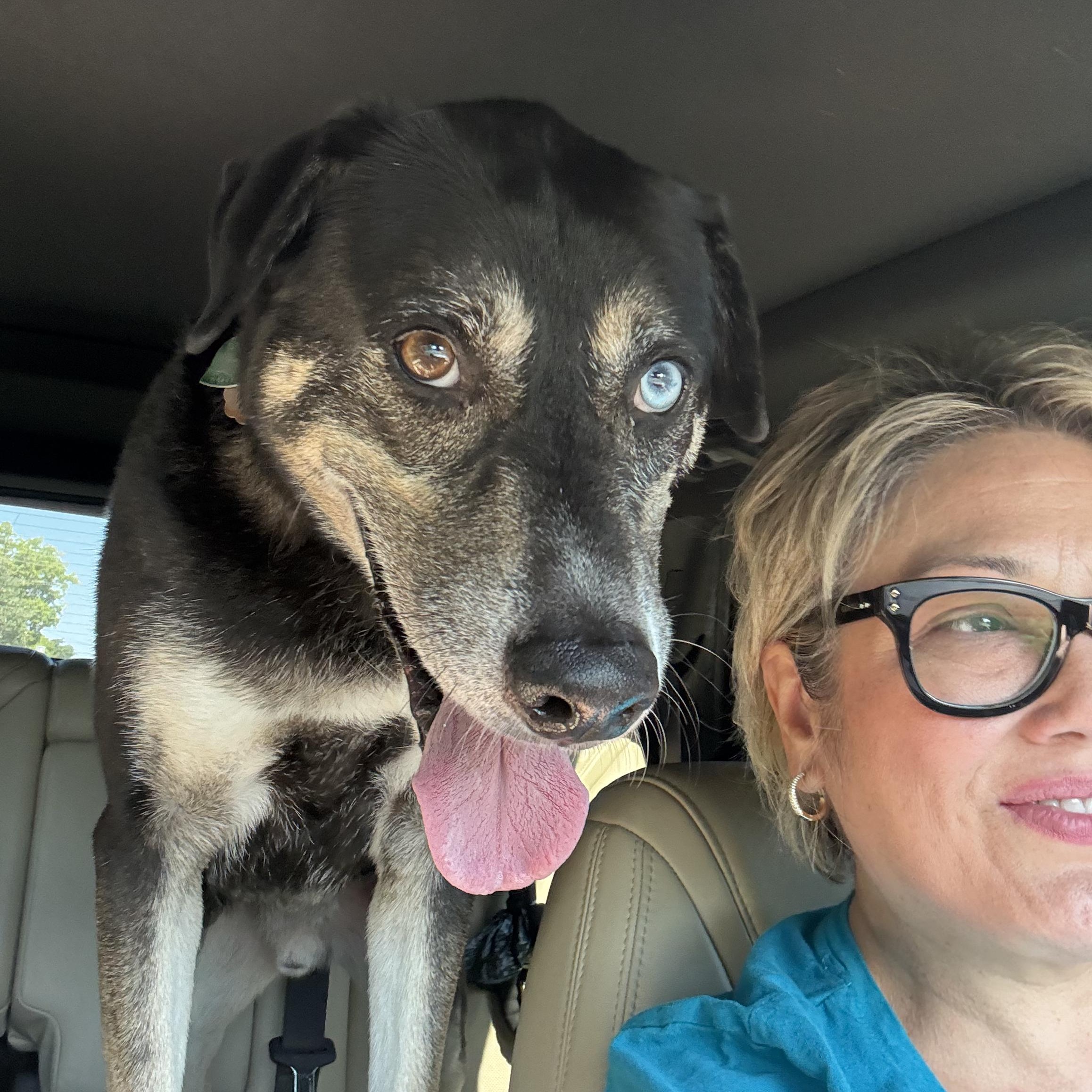 Ducky, a Adoptable mixed breed in Austin, TX image 3/3