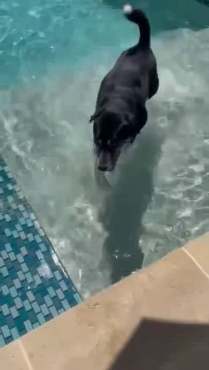 Enlarge Ducky, a Adoptable mixed breed in Austin, TX video 5/6