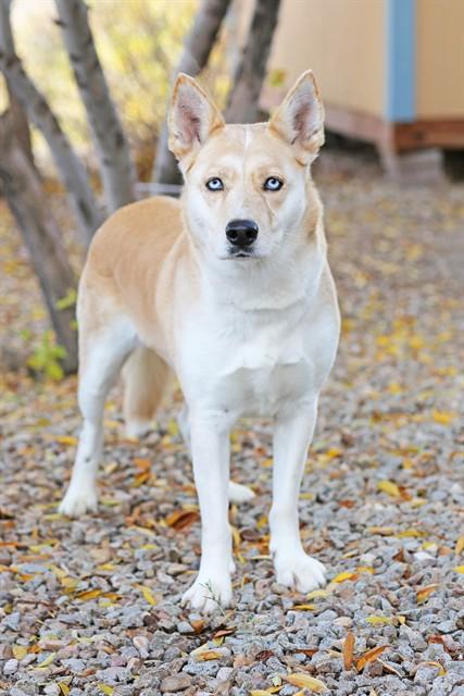 NALA, Adoptable, Adult Female Husky & Mixed Breed.