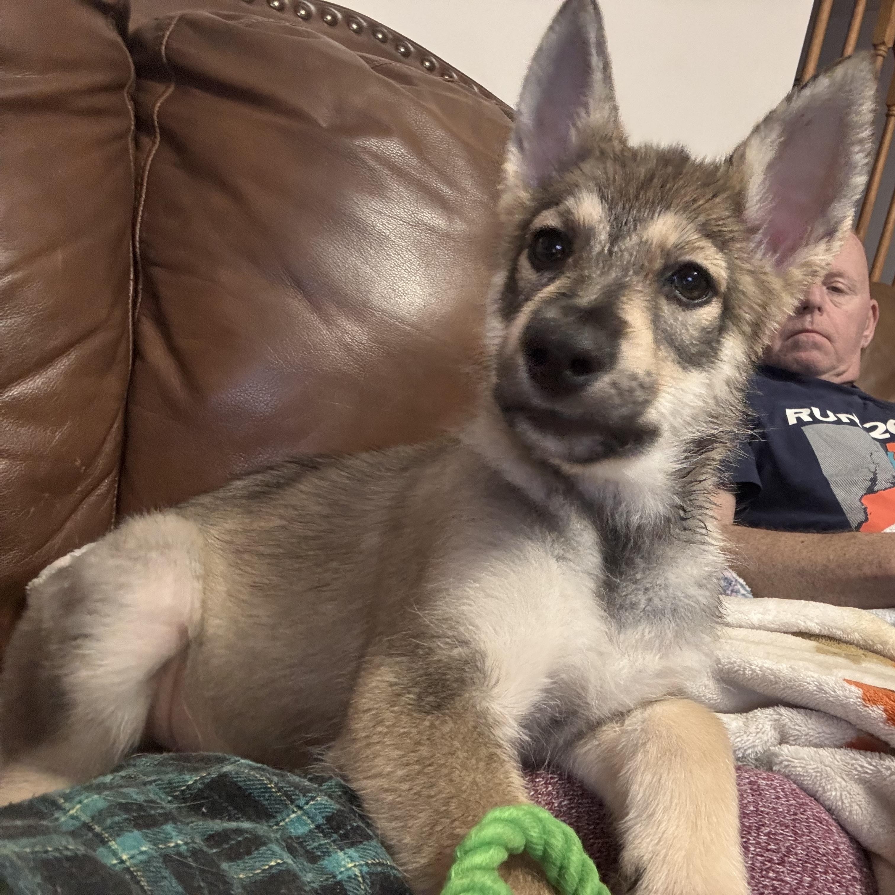 Storm, ADOPTABLE, Puppy Female Alaskan Malamute.
