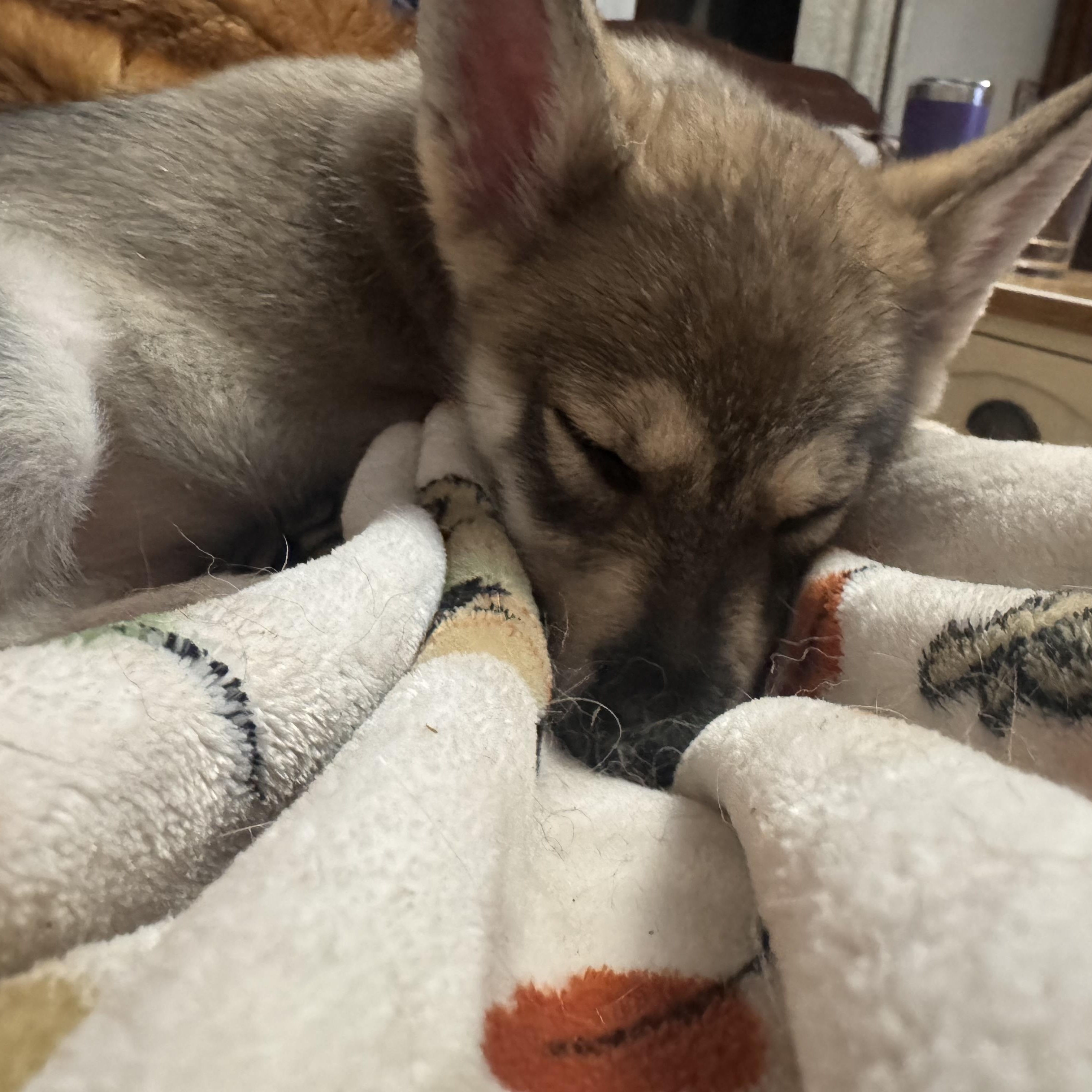 Enlarge Storm, a ADOPTABLE mixed breed in Greenwich, NY image 4/4