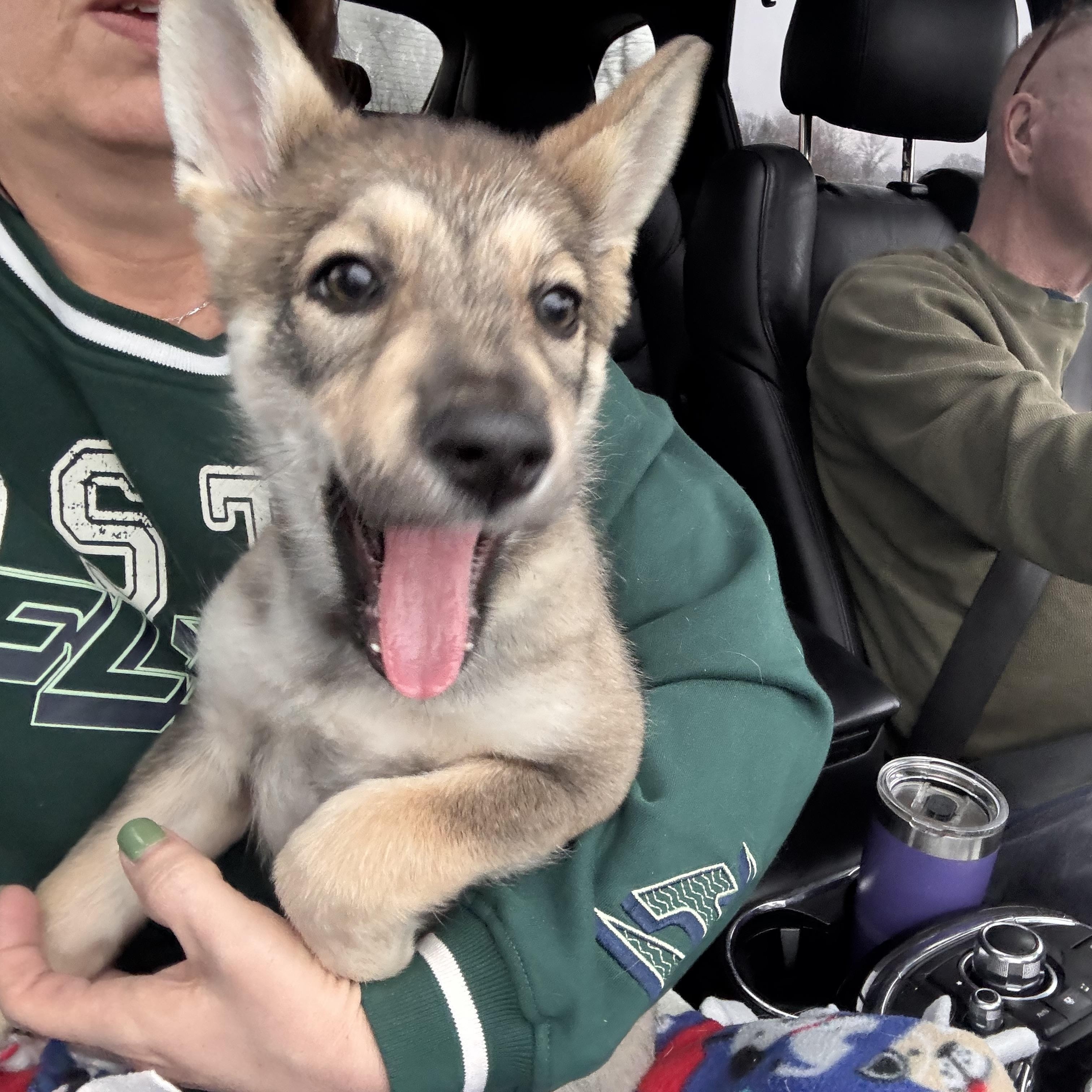 Enlarge Storm, a ADOPTABLE mixed breed in Greenwich, NY image 3/4