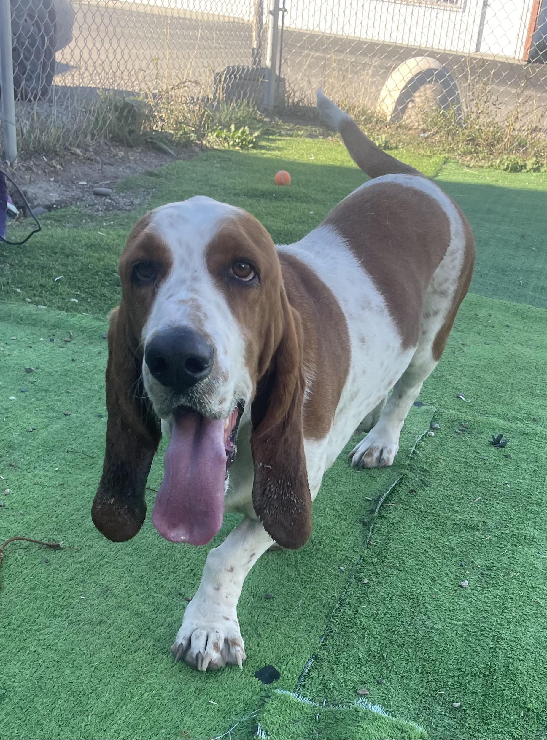Quigley, Adoptable, Adult Male Basset Hound.