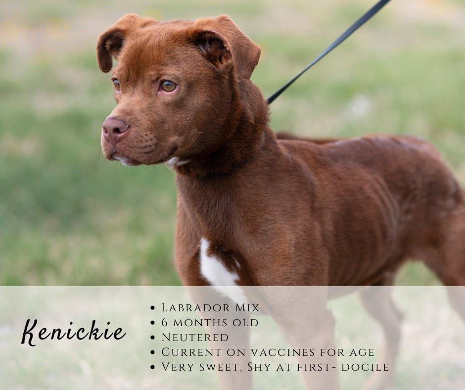 Kenickie, ADOPTABLE, Young Male Labrador Retriever.