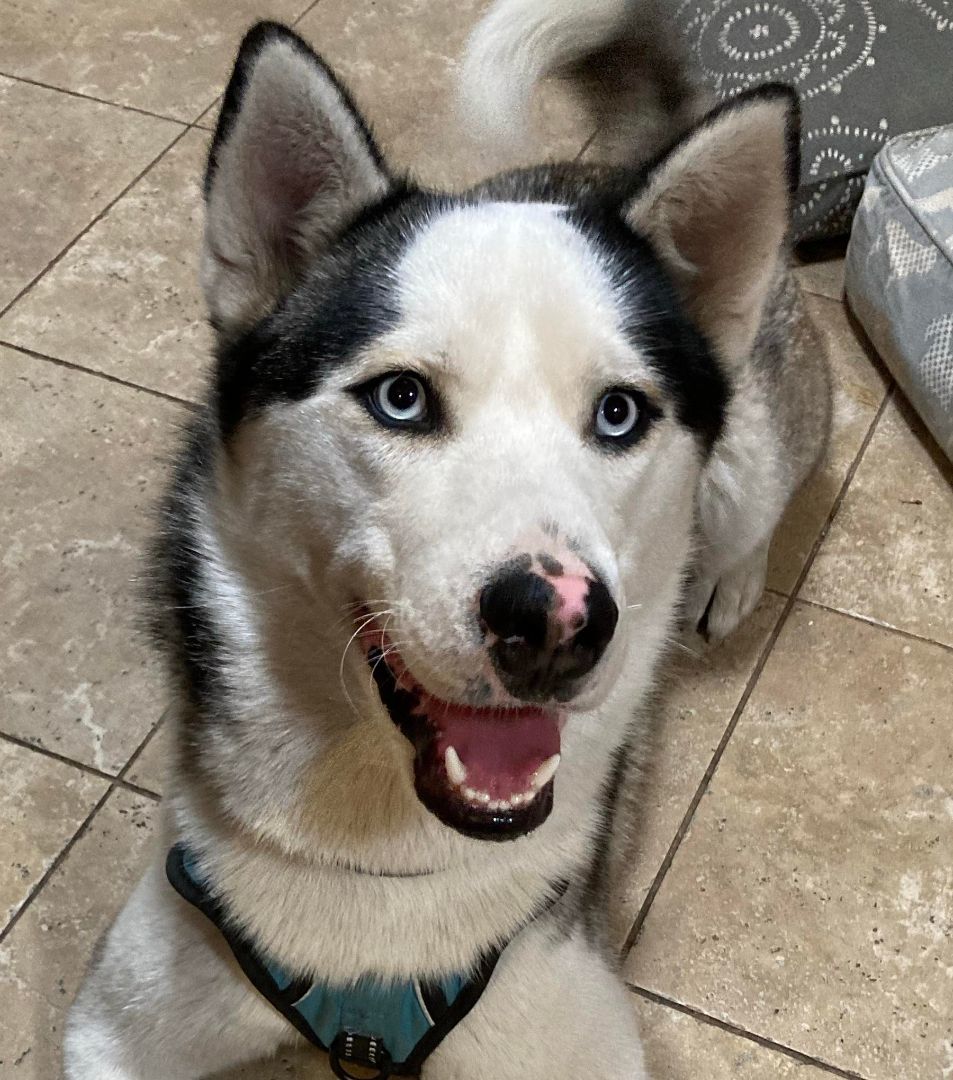 Balto & Nami (bonded pair), a Adoptable Siberian Husky in Ventura, CA image 1/18