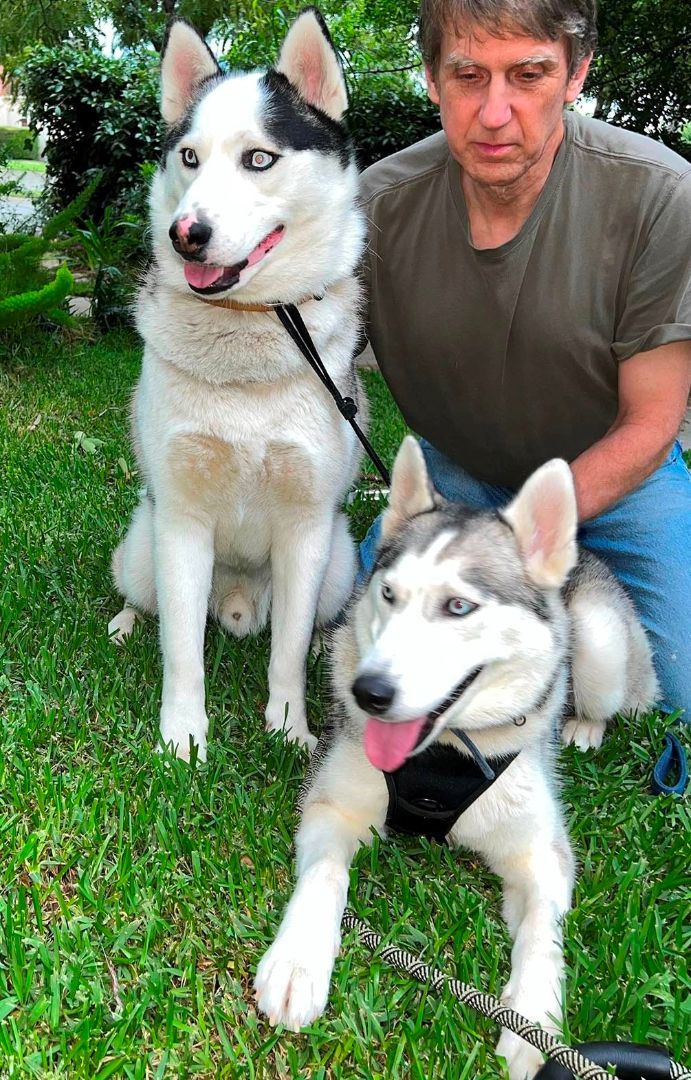 Balto & Nami (bonded pair), a Adoptable Siberian Husky in Ventura, CA image 2/18