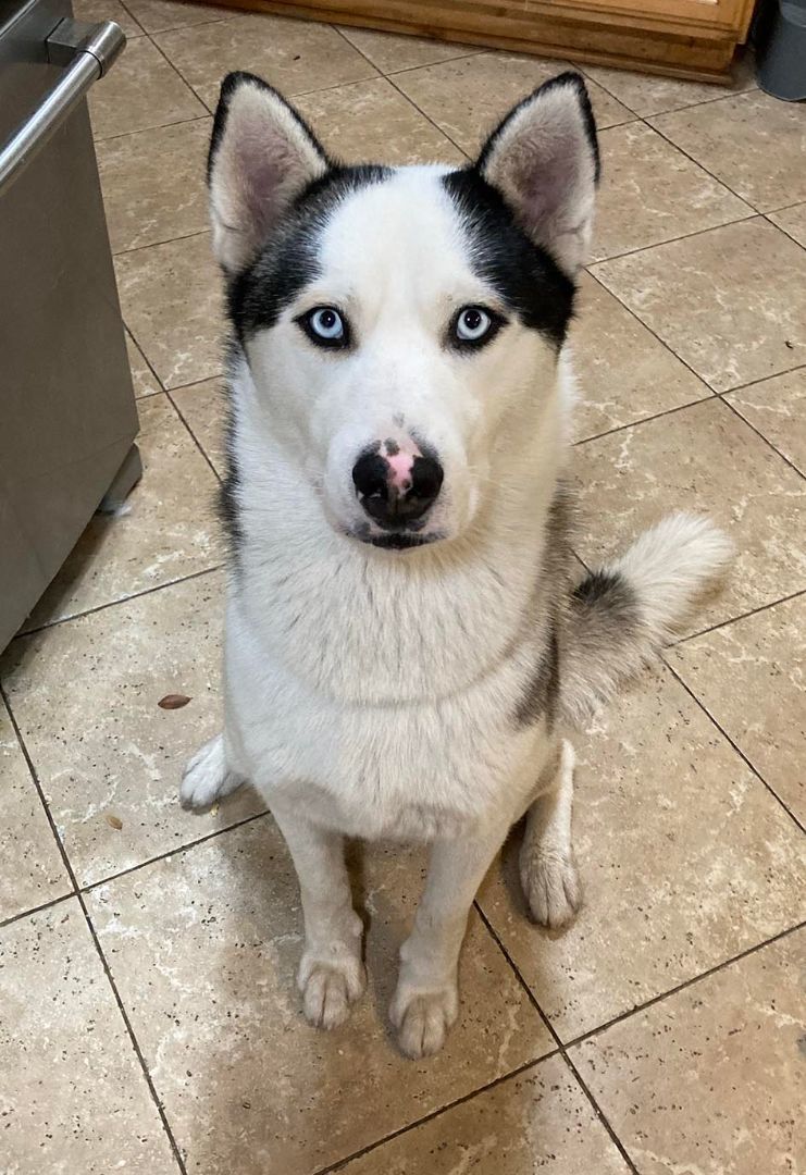 Balto & Nami (bonded pair), a Adoptable Siberian Husky in Ventura, CA image 3/18
