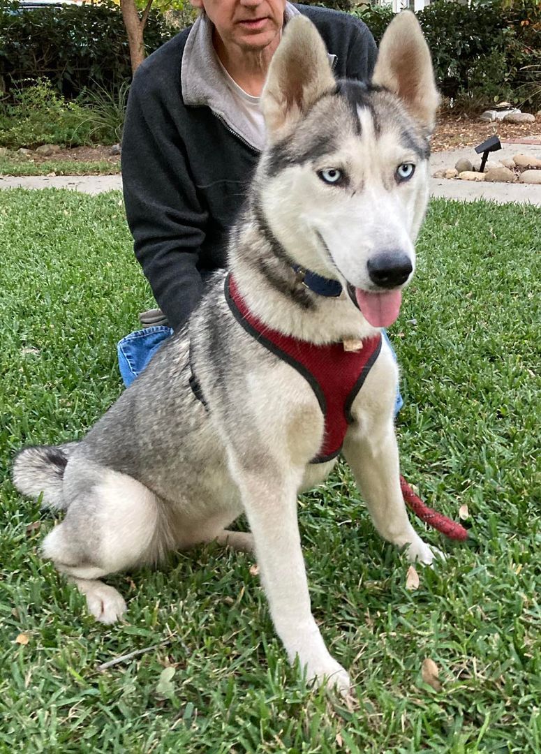 Balto & Nami (bonded pair), a Adoptable Siberian Husky in Ventura, CA image 4/18