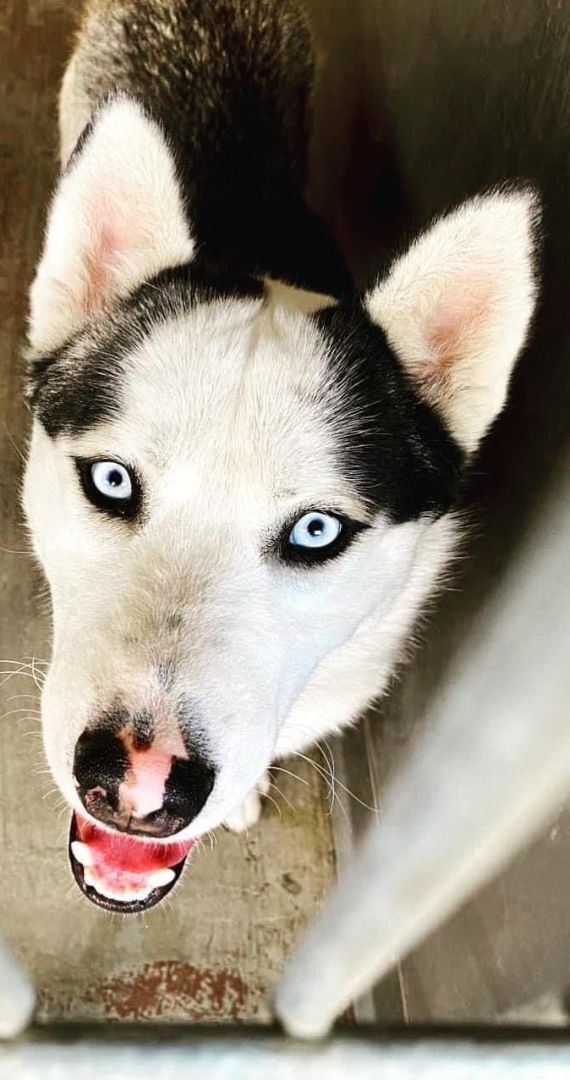 Balto & Nami (bonded pair), a Adoptable Siberian Husky in Ventura, CA image 5/18
