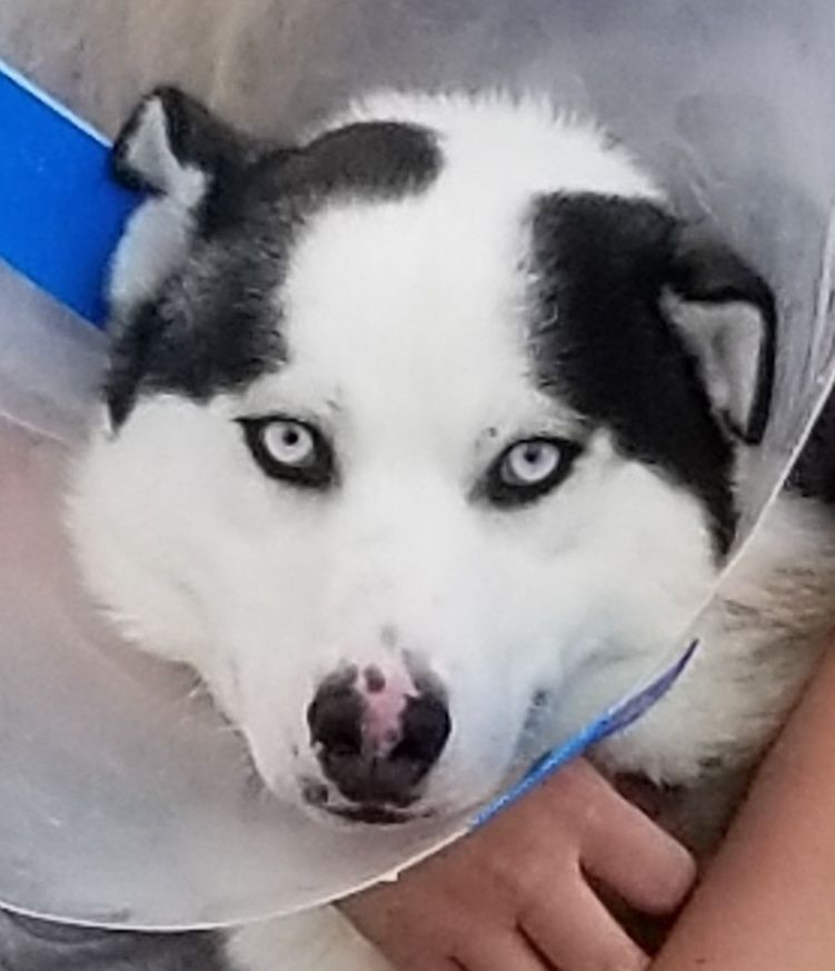 Balto & Nami (bonded pair), a Adoptable Siberian Husky in Ventura, CA image 6/18