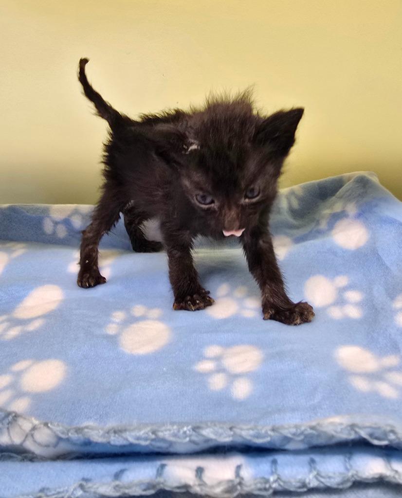 Scott, Adoptable, Kitten Female Domestic Short Hair.