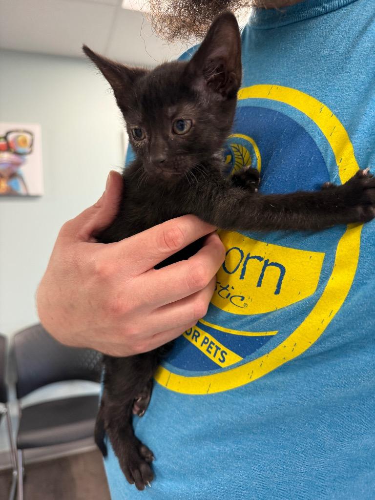 Scott, Adoptable, Kitten Female Domestic Short Hair.