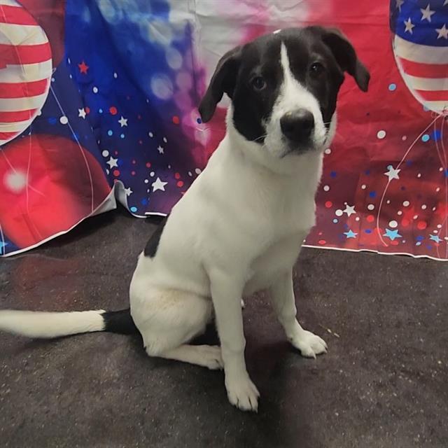 BUBBA, Adoptable, Young Male Border Collie & Mixed Breed.
