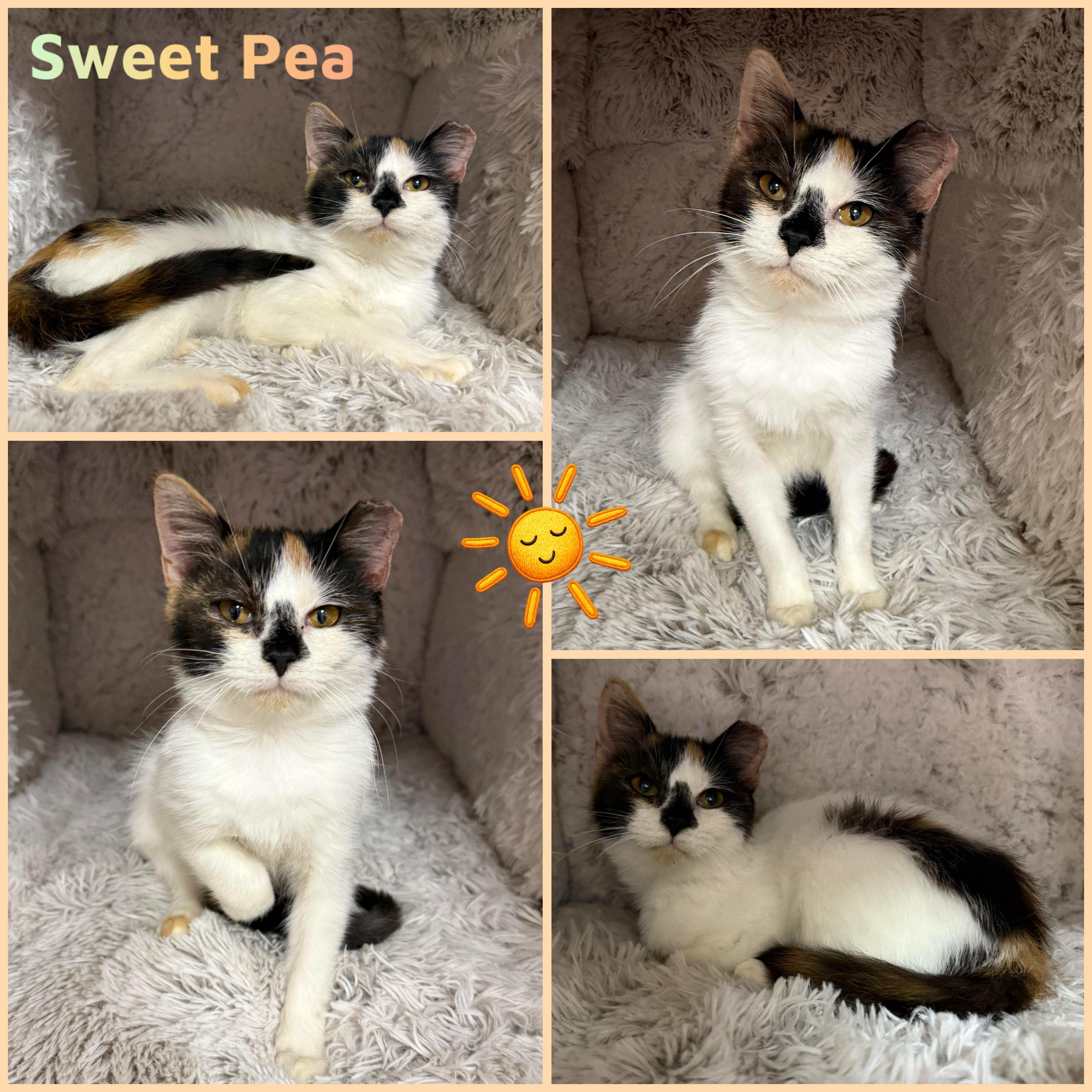 Enlarge Sweet Pea, a ADOPTABLE Domestic Short Hair in Louisville, KY image 1/1