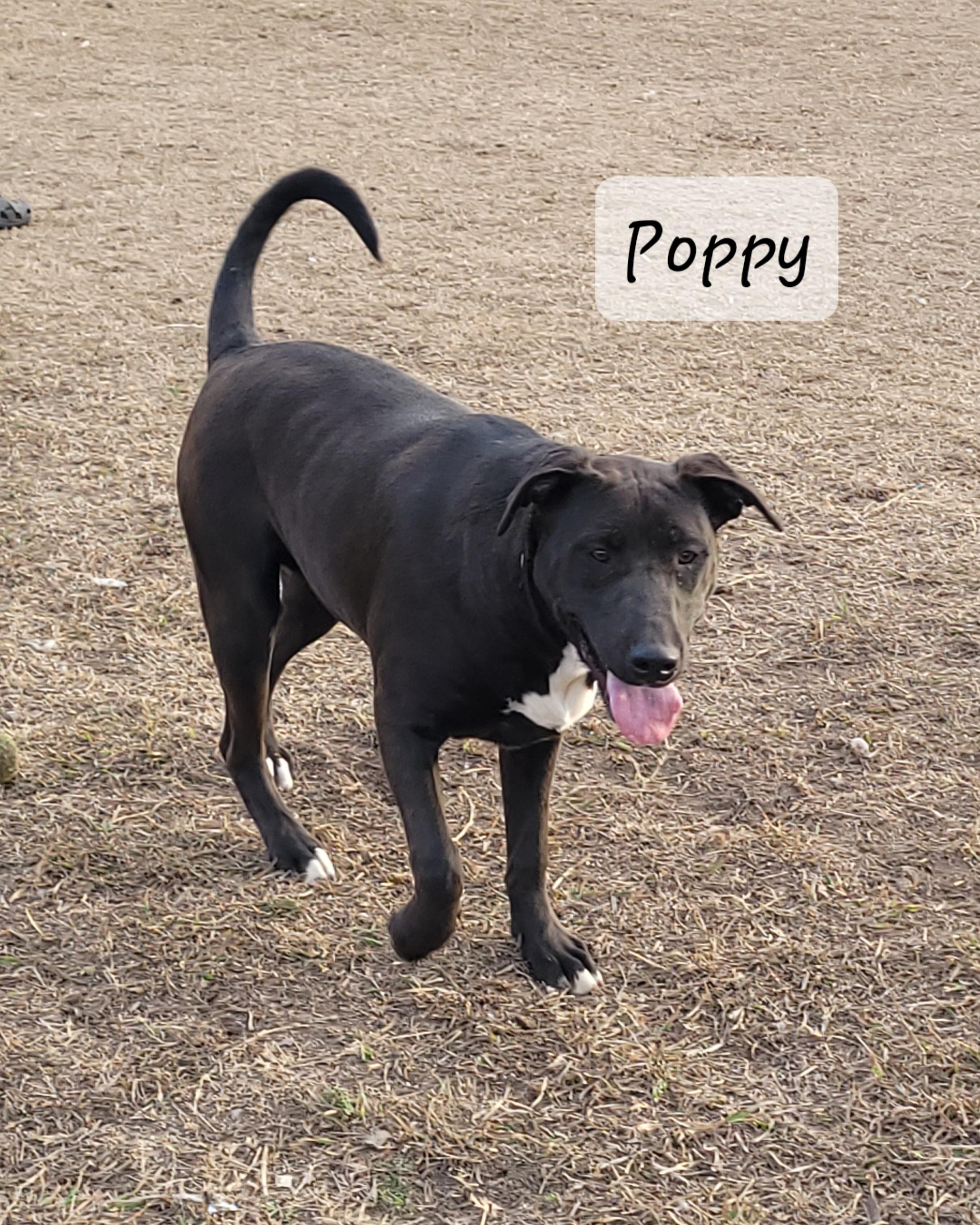 Enlarge Poppy Sue, a Adoptable mixed breed in Muskogee, OK image 2/4