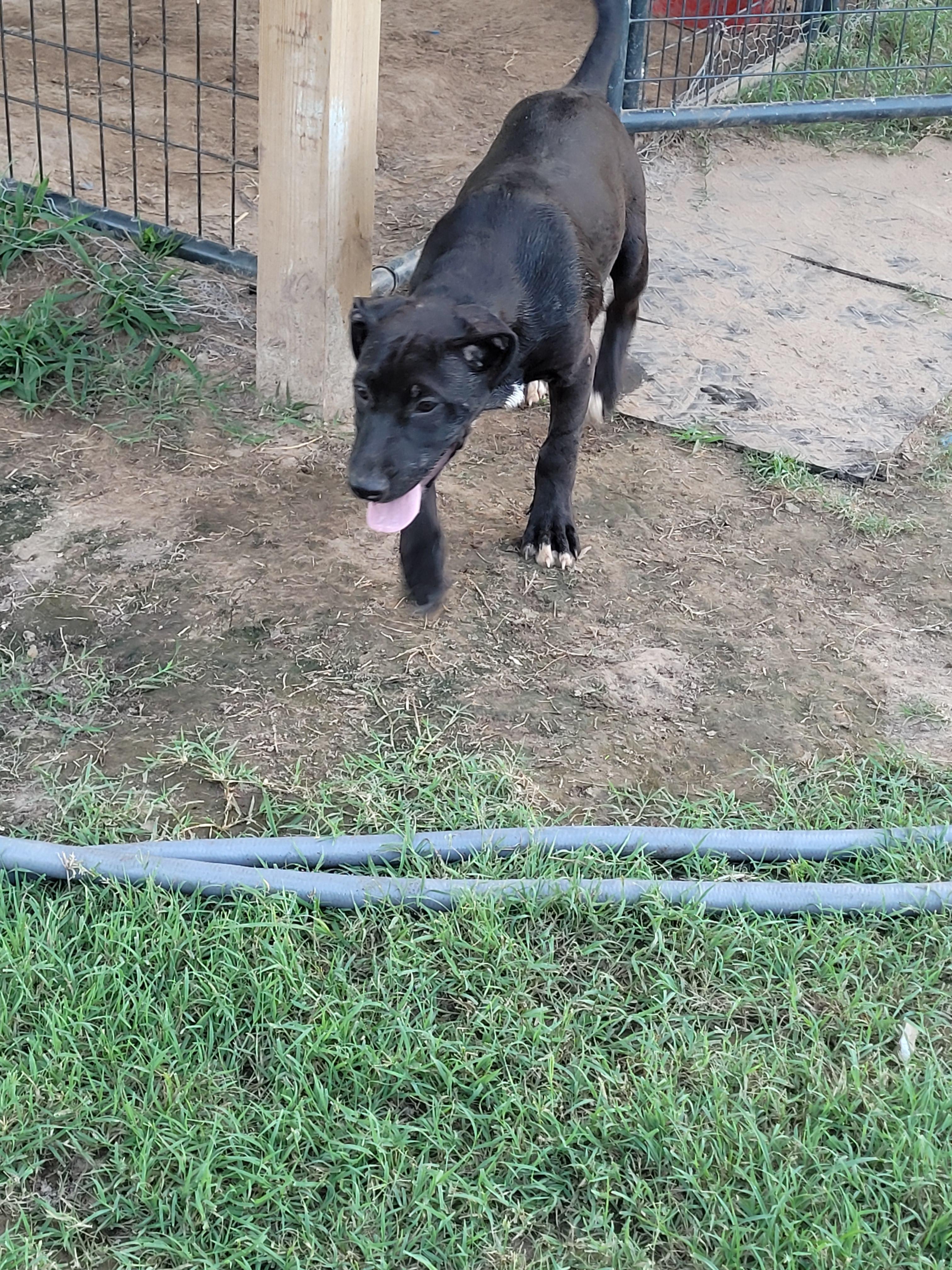 Enlarge Poppy, a Adoptable mixed breed in Muskogee, OK image 1/4