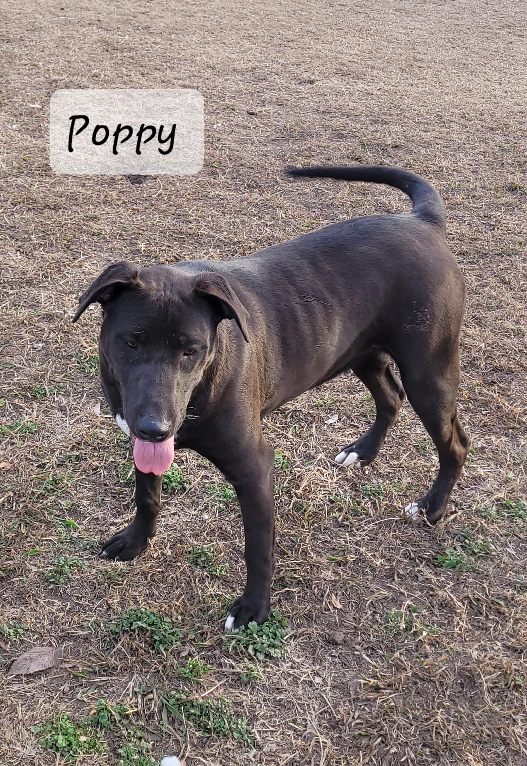 Poppy Sue, Adoptable, Young Female Labrador Retriever & Weimaraner.
