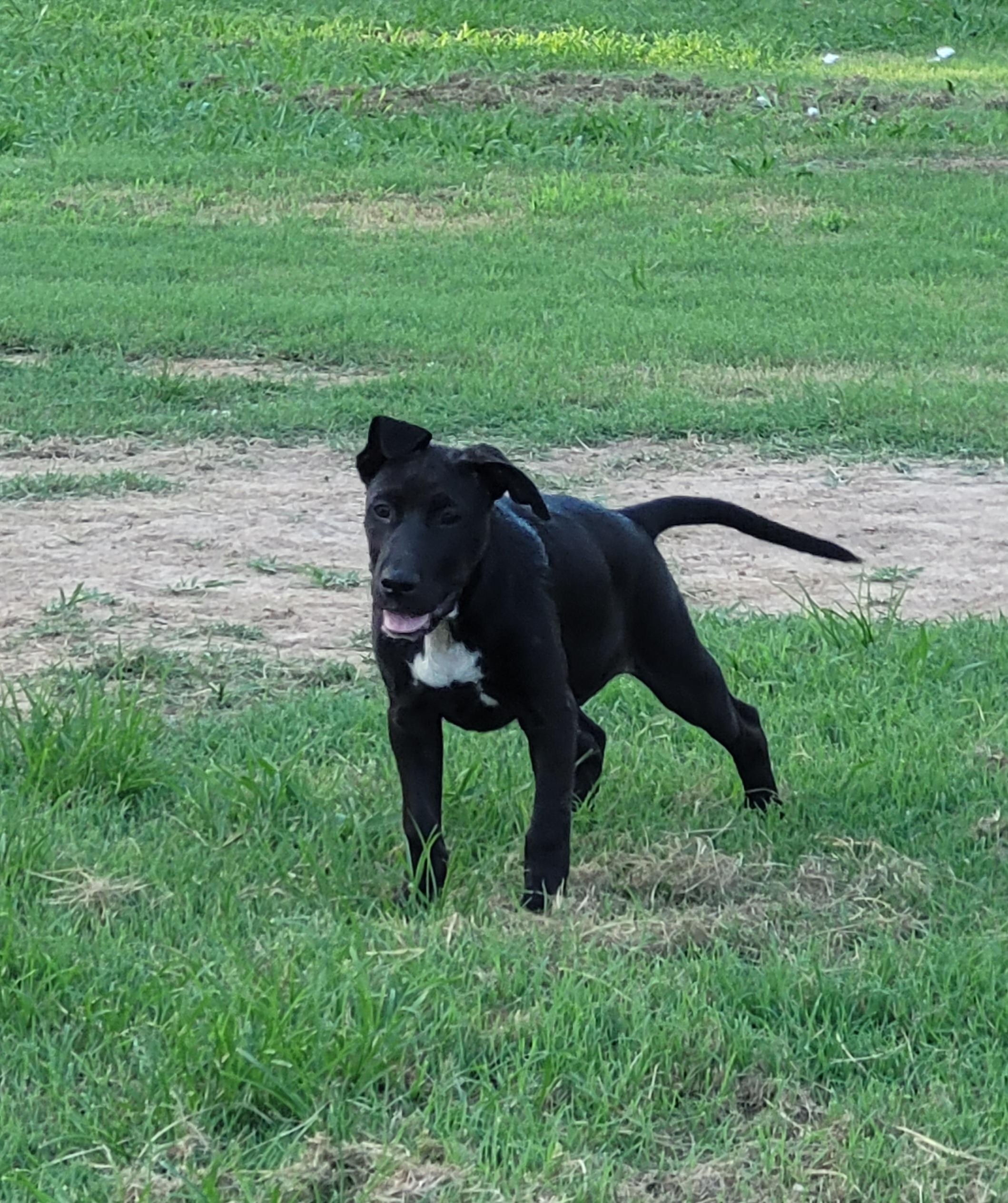 Enlarge Poppy, a Adoptable mixed breed in Muskogee, OK image 2/4