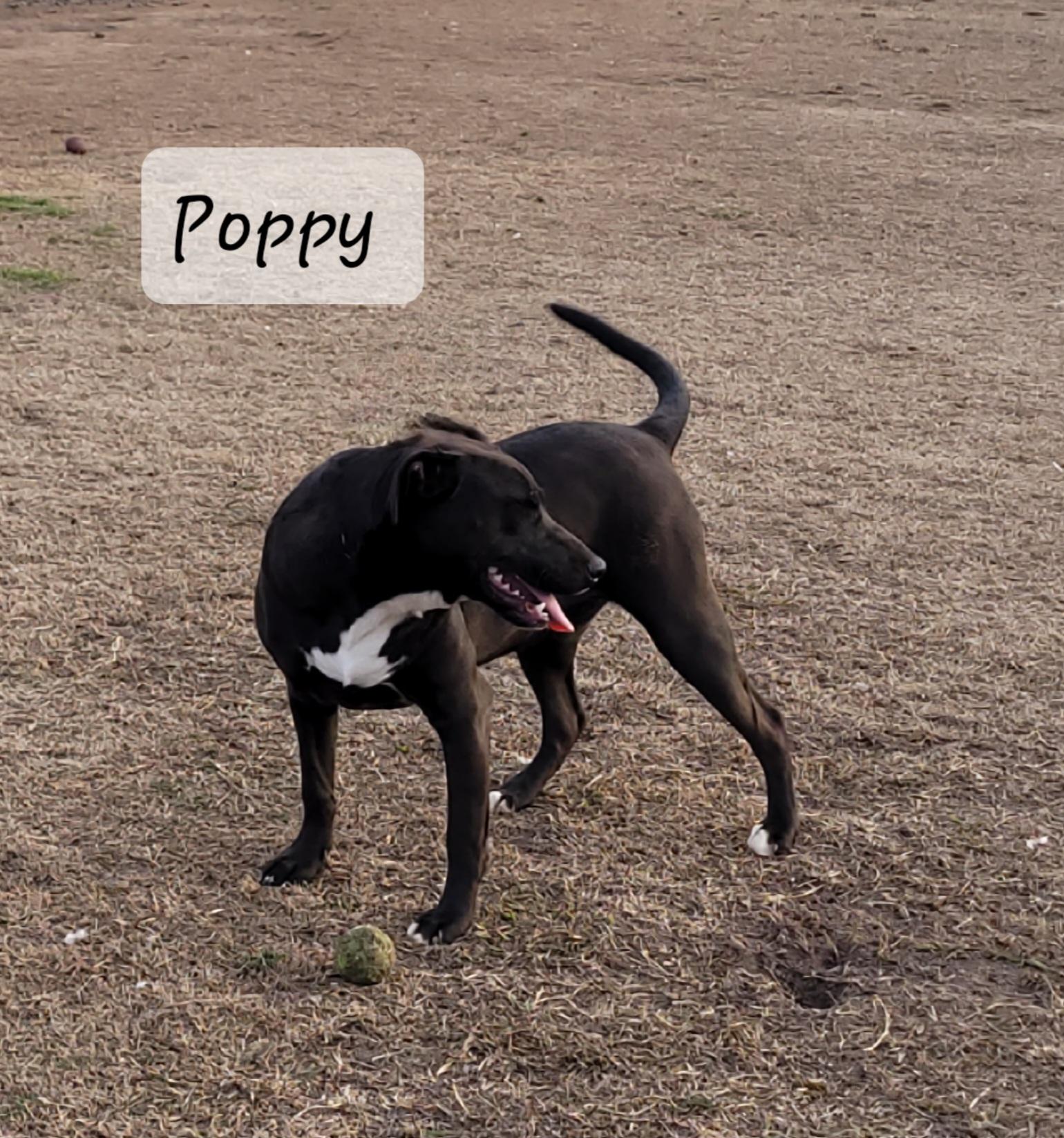Enlarge Poppy Sue, a Adoptable mixed breed in Muskogee, OK image 3/4