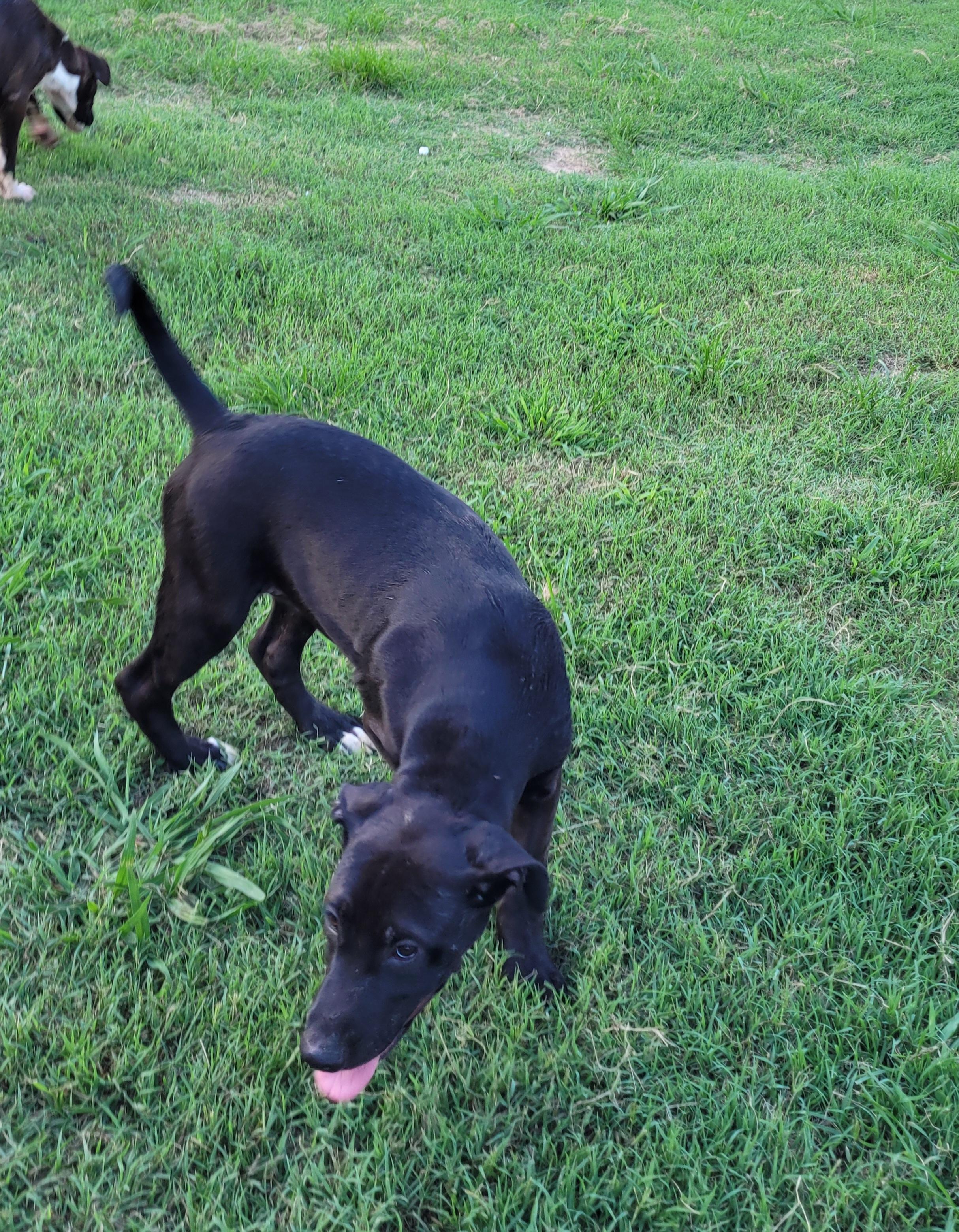 Poppy, an adoptable Labrador Retriever, Weimaraner in Muskogee, OK, 74403 | Photo Image 4