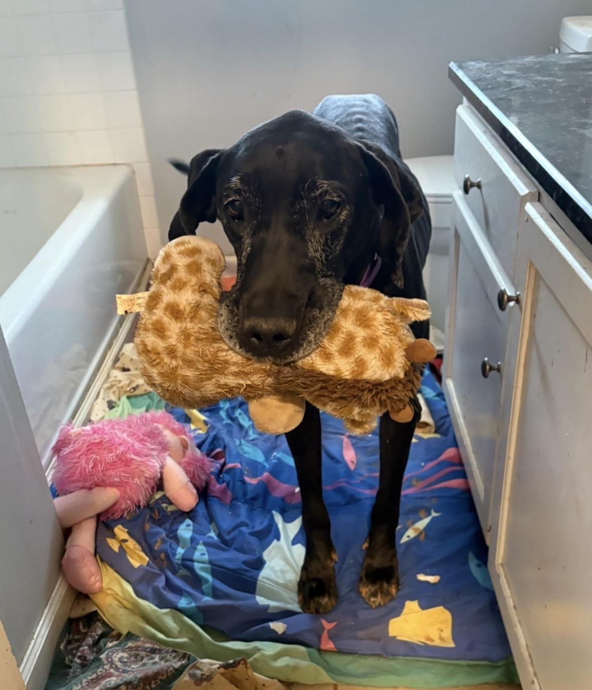 Enlarge Cinderella-Rella , a ADOPTABLE Great Dane in Williamston, SC image 6/6