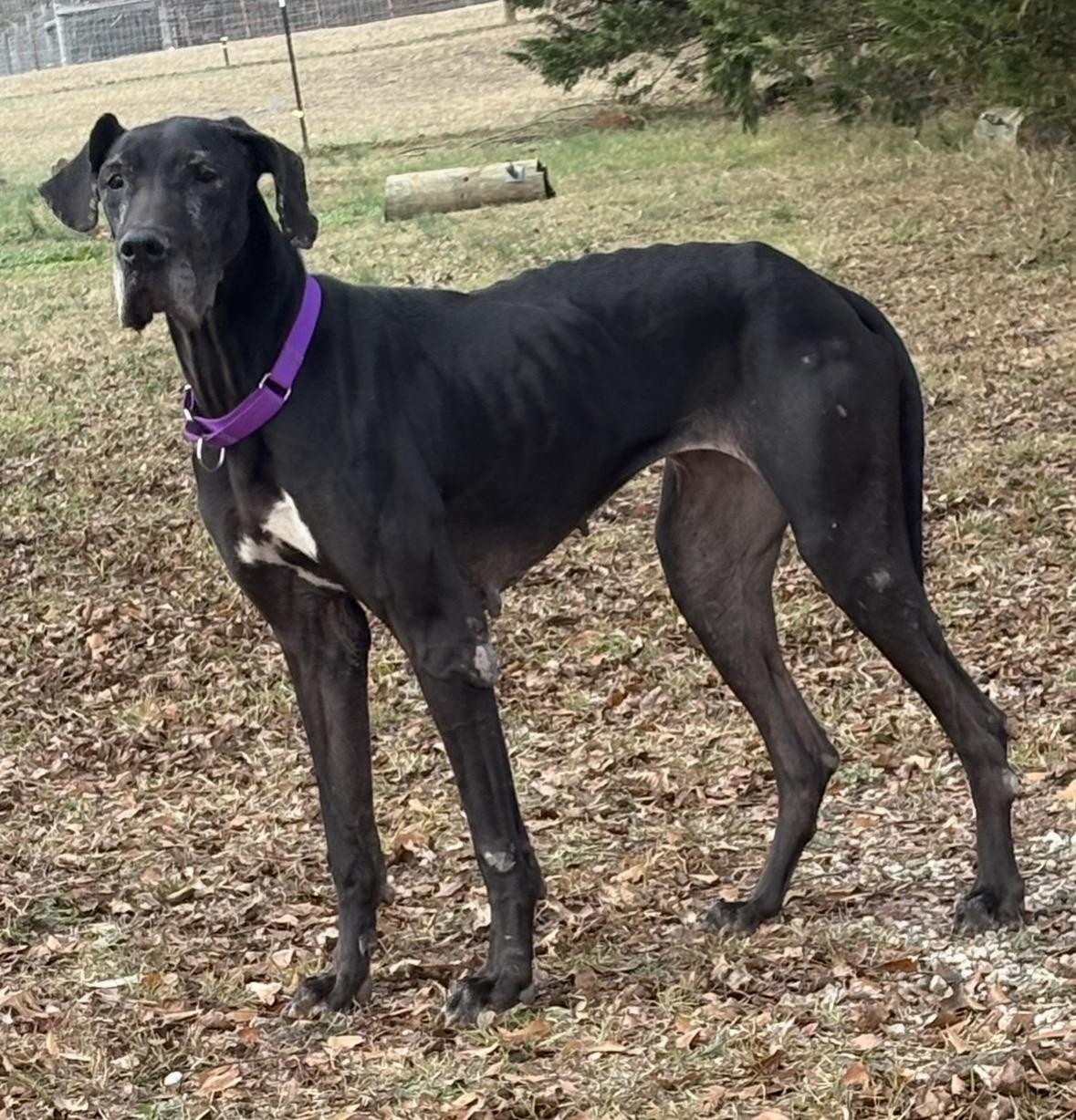 Enlarge Cinderella-Rella , a ADOPTABLE Great Dane in Williamston, SC image 5/6