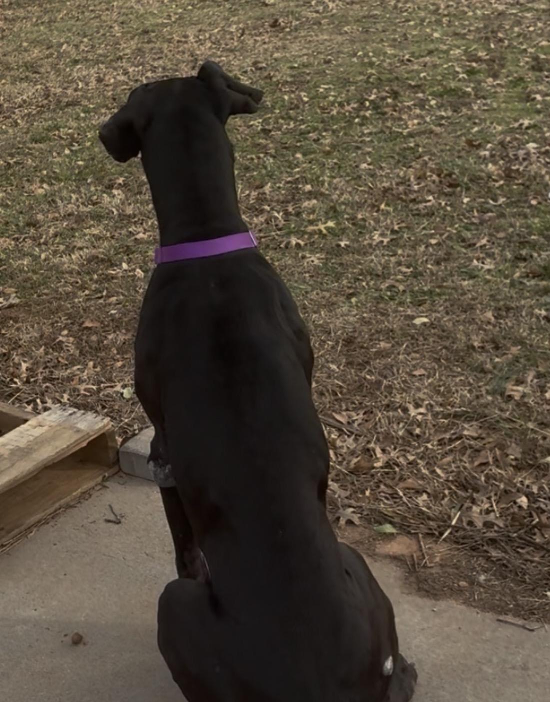 Enlarge Cinderella-Rella , a ADOPTABLE Great Dane in Williamston, SC image 4/6