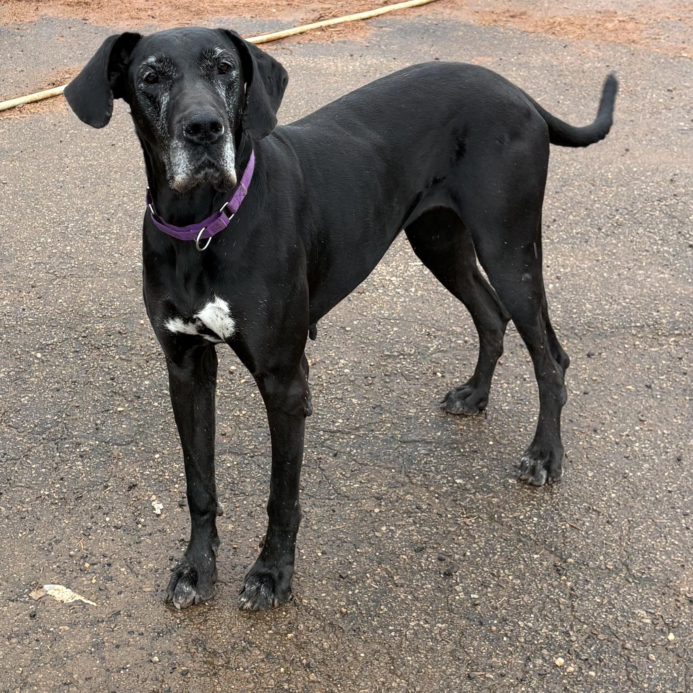 Cinderella-Rella , ADOPTABLE, Young Female Great Dane.