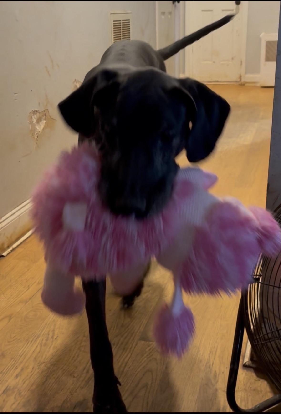 Enlarge Cinderella-Rella , a ADOPTABLE Great Dane in Williamston, SC image 1/6