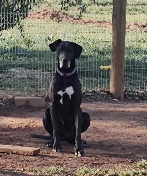 Enlarge Cinderella-Rella , a ADOPTABLE Great Dane in Williamston, SC image 3/6