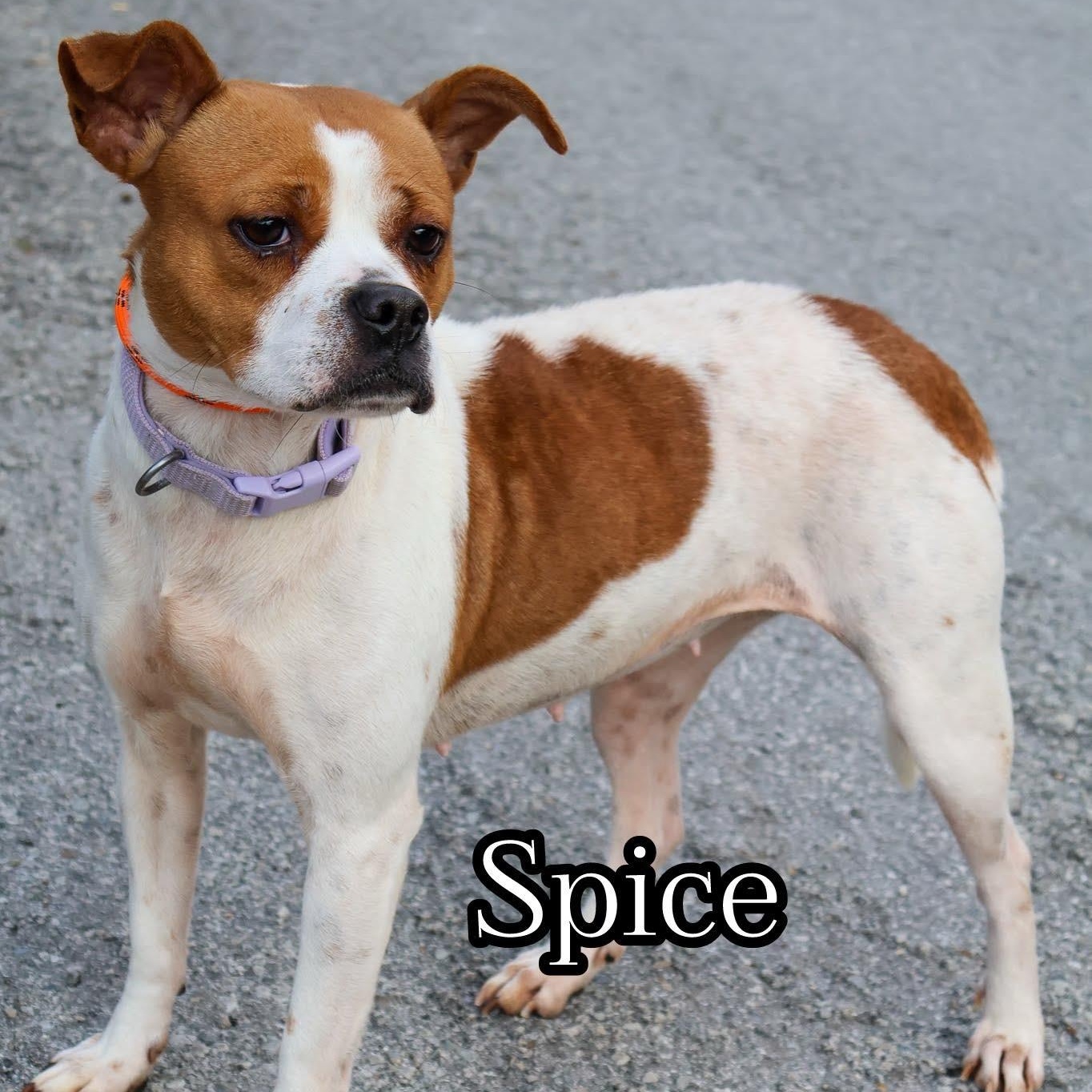 Enlarge Spice, a ADOPTABLE mixed breed in Hollister, MO image 1/1