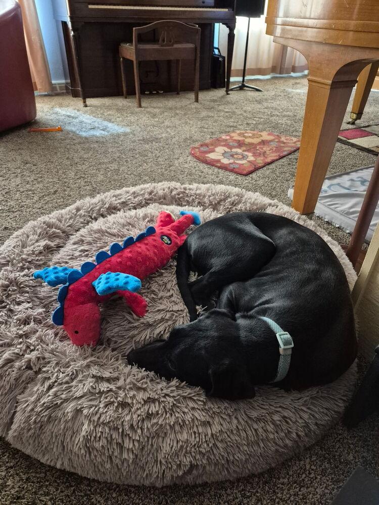 Caamano / Kratos, Adoptable, Puppy Male Labrador Retriever & Mixed Breed.