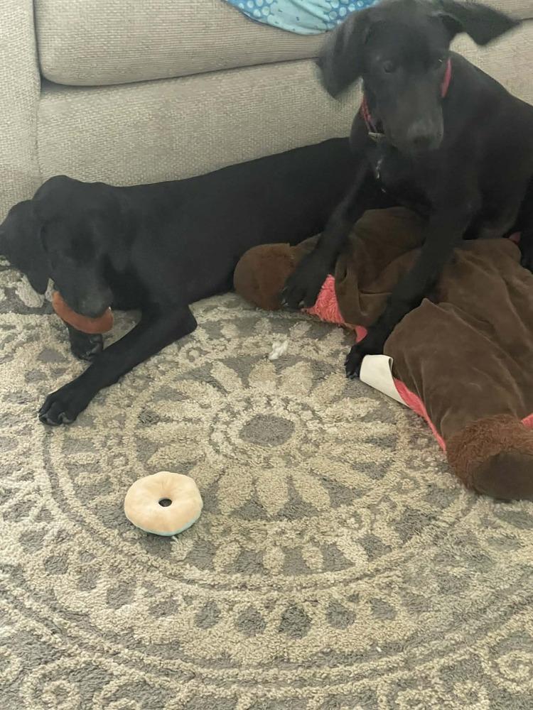 Caamano / Kratos, Adoptable, Puppy Male Labrador Retriever & Mixed Breed.