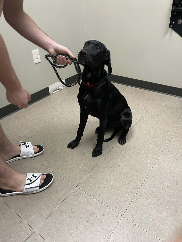 Enlarge Caamano / Kratos, a Adoptable mixed breed in Broomfield, CO image 2/6