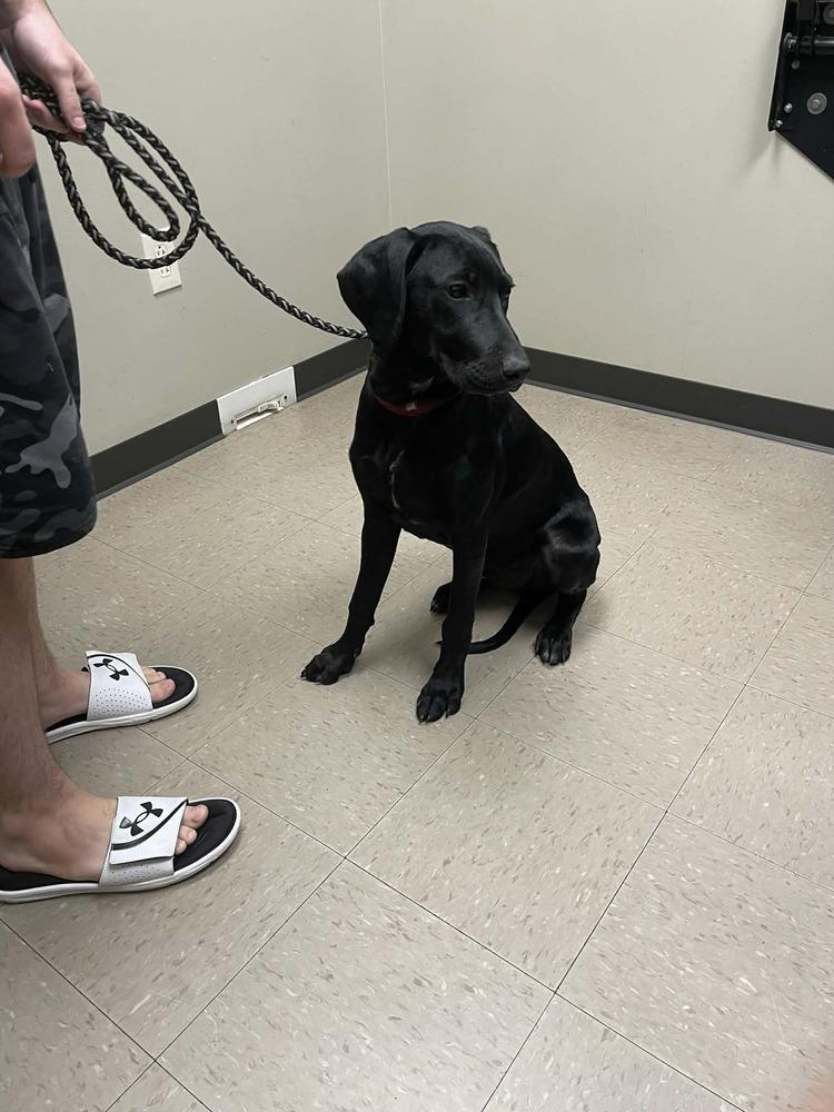 Enlarge Caamano / Kratos, a Adoptable mixed breed in Broomfield, CO image 3/6