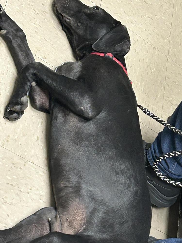 Enlarge Caamano / Kratos, a Adoptable mixed breed in Broomfield, CO image 5/6