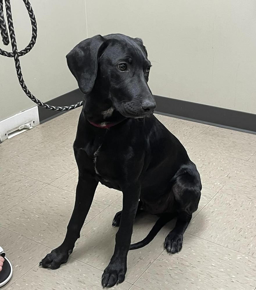 Enlarge Caamano / Kratos, a Adoptable mixed breed in Broomfield, CO image 6/6