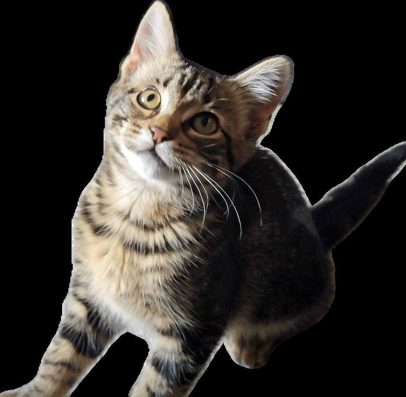 Enlarge Goose, a Adoptable Domestic Long Hair in Alpharetta, GA image 1/2