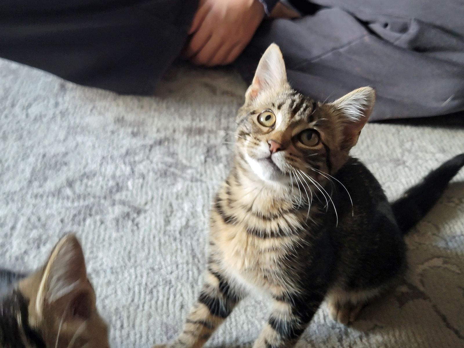 Enlarge Goose, a Adoptable Domestic Long Hair in Alpharetta, GA image 2/2