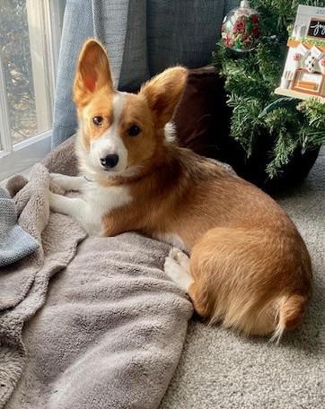 Enlarge Cisco- Adopted!, a Adoptable Corgi in Junction City, KS image 2/5
